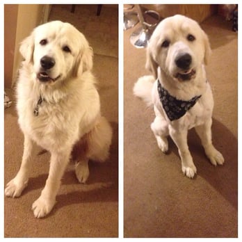 Pampered Paws - Before and after! Stephanie did an awesome job! :) - Pet Groomers Near Me - Carmichael, California Pampered Paws - Before and after! Stephanie did an awesome job! :) - Pet Groomers Near Me - Carmichael, California