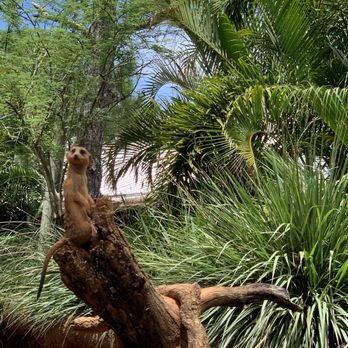 Brevard Zoo - Meerkats. - Zoos Near Me - Melbourne, Florida Brevard Zoo - Meerkats. - Zoos Near Me - Melbourne, Florida