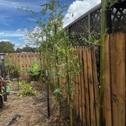 Oasis Bamboo