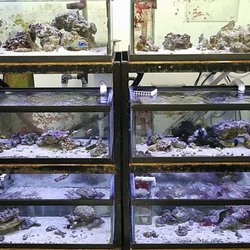 Reef Geeks - From the exotic and hard to find to the casual reef inhabitant, we have a beautiful selection of happy, healthy fish!