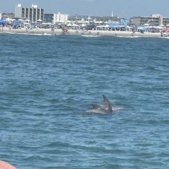 Thundercat Dolphin Watch - A dolphin - Boating Near Me - Wildwood Crest, New Jersey