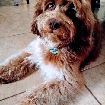 Cockapoodledoo Ranch - Coffee 7 mos - Pet Breeders Near Me Cockapoodledoo Ranch - Coffee 7 mos - Pet Breeders Near Me