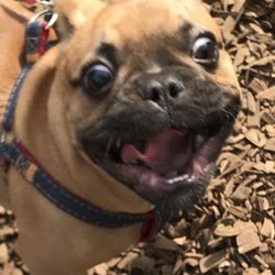 best puppy obedience training near me