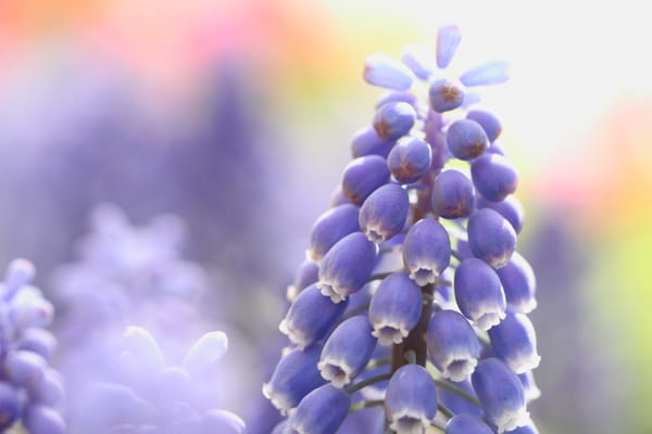 Showa Kinen Park by null