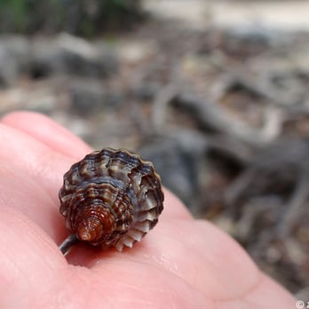 Biscayne Park Sailing - A sea snail. - Parks Near Me - Homestead, Florida Biscayne Park Sailing - A sea snail. - Parks Near Me - Homestead, Florida