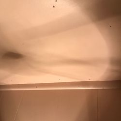 The Ol' Frontier Family Restaurant - Bugs crawling all over the ceiling