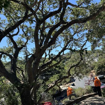 Oscar Moreno Tree Service - Tree trimming - Tree Services Near Me - Hayward, California Oscar Moreno Tree Service - Tree trimming - Tree Services Near Me - Hayward, California