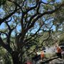 Photo of Oscar Moreno Tree Service