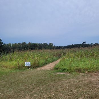 Springhill Tree Farm - Corn maze - Christmas Trees Near Me - Bainbridge, Georgia
