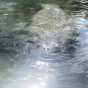 Weeki Fresh Water Adventures - Our lone manatee enjoying all the sea grass:) - Boating Near Me - Spring Hill, Florida Weeki Fresh Water Adventures - Our lone manatee enjoying all the sea grass:) - Boating Near Me - Spring Hill, Florida