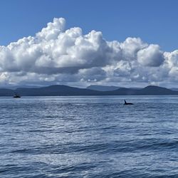Landsea Tours & Adventures - Orcas