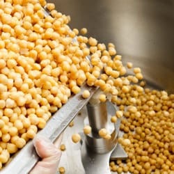 Baba Small Batch - Fresh Garbanzos grown in Hanford, CA