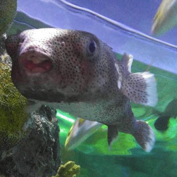 SEA LIFE Grapevine Aquarium - Aquariums Near Me - Grapevine, Texas SEA LIFE Grapevine Aquarium - Aquariums Near Me - Grapevine, Texas