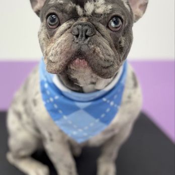 Pawssentials - Sharky was so happy after his grooming. Staff was very friendly and great service! Definitely recommend this place for local area - Pet Groomers Near Me - Milpitas, California