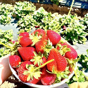 Kenny's Strawberry Farm - Fruits & Veggies Near Me - Fallbrook, California