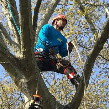 Hector Tree Service - Hector Professional Tree Service services North Atlanta including Marietta, Kennesaw, Acworth, Canton, Smyrna, GA - Tree Services Near Me - Marietta, Georgia