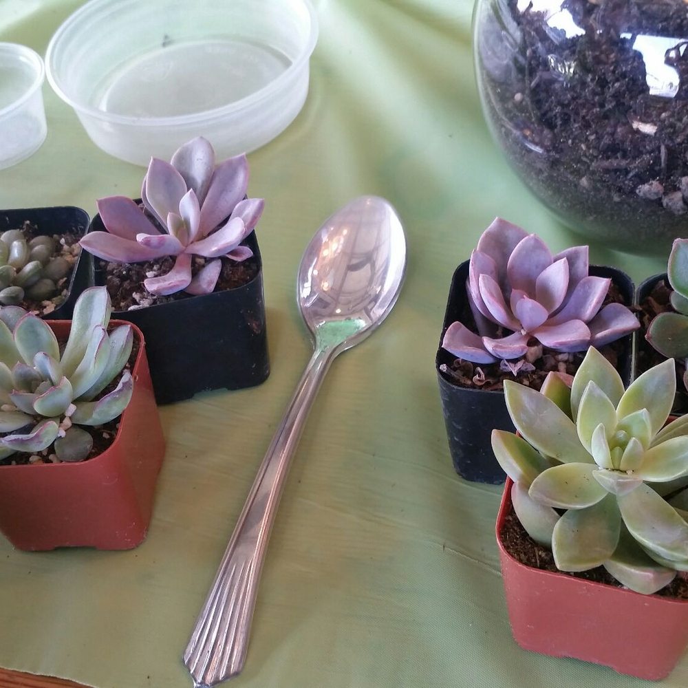 Yaymaker - We were allowed to choose 3 succulents each - Party & Event Planning Near Me