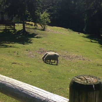 Lord Hill Regional Park - More sheep. Baa-aa-aa. - Parks Near Me - Snohomish, Washington