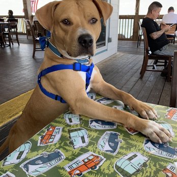 Doc's Seafood & Steaks - Atticus gave the place 2 paws-up! - Seafood Near Me - Corpus Christi, Texas Doc's Seafood & Steaks - Atticus gave the place 2 paws-up! - Seafood Near Me - Corpus Christi, Texas