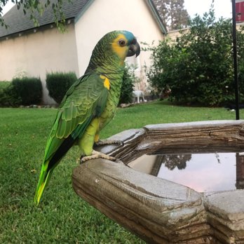The Perfect Parrot - Pet Stores Near Me - North Hollywood, California