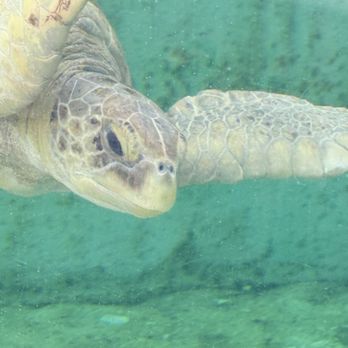 Loggerhead Marinelife Center - Rescued sea turtle - Community Service/Non-Profit Near Me - Juno Beach, Florida