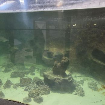 SeaQuest - Woodbridge - Cloudy tanks - Aquariums Near Me - Woodbridge, New Jersey