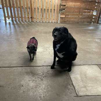All About Pets - Pet Boarding Near Me - Galesburg, Illinois