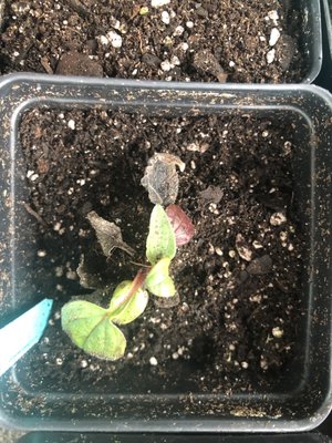 Burpee Seeds and Plants by null