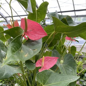 Allan Gardens - Parks Near Me - Toronto, Ontario