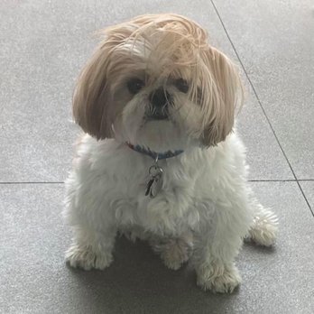 Gemcore Veterinary Services - Leo, the perfect shih tzu! - Veterinarians Near Me - Chatsworth, California