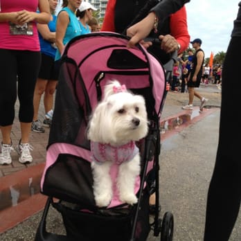 Ocean Drive 5K - Even pouffy malteses run ;) - Races & Competitions Near Me - Miami Beach, Florida