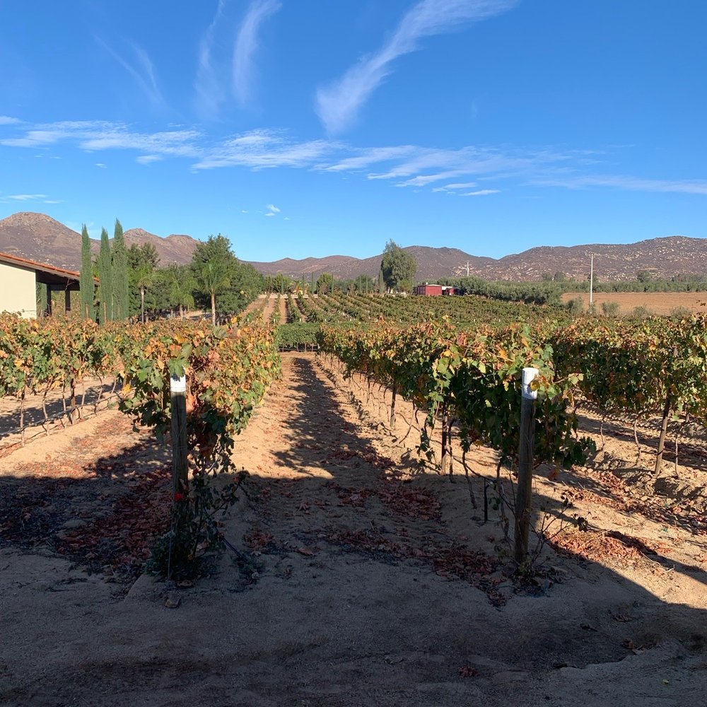 Rancho Los Retoños - View from our villa - Wine Tasting Room Near Me - Guadalupe, BCN Rancho Los Retoños - View from our villa - Wine Tasting Room Near Me - Guadalupe, BCN
