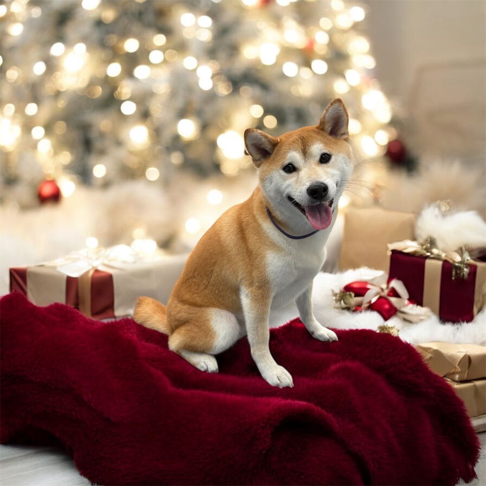 April Showers Mobile Dog Grooming Image