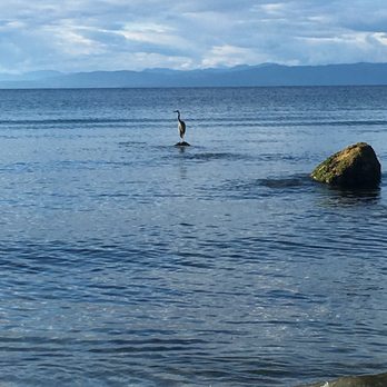 Qualicum Beach - Heron. - Beaches Near Me Qualicum Beach - Heron. - Beaches Near Me
