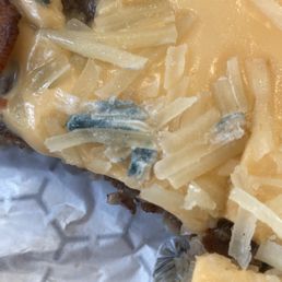 Moldy cheese on burger