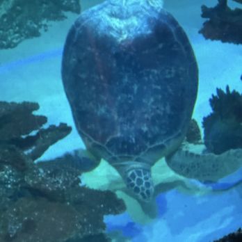 Sea Life - Aquariums Near Me - Orlando, Florida Sea Life - Aquariums Near Me - Orlando, Florida