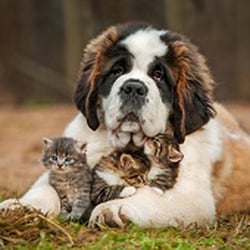 Park Place Pets - Gentle Giant and some friends!