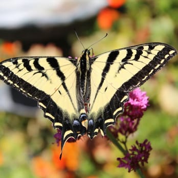 Spellbound Herbs - Butterfly in Spellbound's beautiful garden. - Nurseries & Gardening Near Me - Cambria, California Spellbound Herbs - Butterfly in Spellbound's beautiful garden. - Nurseries & Gardening Near Me - Cambria, California