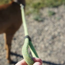 Go Happy Dog Leashes - Go Happy Dog leashes...so good, even goats approve!