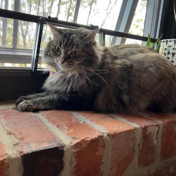 Pet Magic RVA - Stevie received the Just Bubbles package with the Teeth Brushing upgrade - Pet Groomers Near Me - Richmond, Virginia
