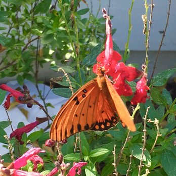 Casa Costa Bake Shop - Beautiful garden in the property - Bakeries Near Me - Leander, Texas
