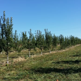 Apple Dave’s Orchards - Look at these empty apple trees. This is what the whole area looks like, no apple on the tree for you to pick! - Fruits & Veggies Near Me - Warwick, New York
