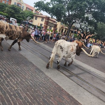 The Stockyards - Local Flavor Near Me - Fort Worth, Texas The Stockyards - Local Flavor Near Me - Fort Worth, Texas
