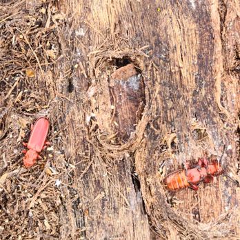 Walts Tree Service - Pine Bark Beetle - Tree Services Near Me - Fargo, North Dakota
