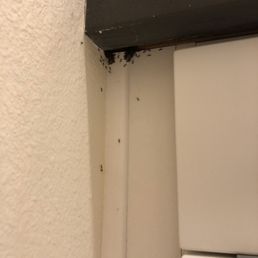 ANTS. A while swarm, in the master bathroom.