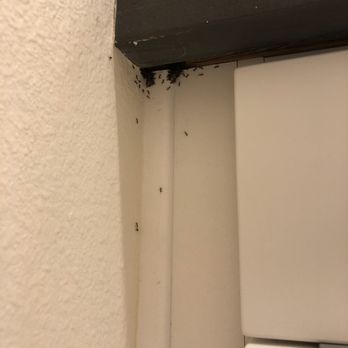 Torrey Gardens - ANTS. A while swarm, in the master bathroom. - Apartments Near Me - San Diego, California