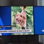 PetSuites League City