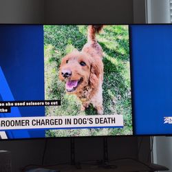 PetSuites League City - The dog that died.