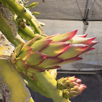 Shulman Dragon Fruit Orchard - Nurseries & Gardening Near Me - Moorpark, California Shulman Dragon Fruit Orchard - Nurseries & Gardening Near Me - Moorpark, California