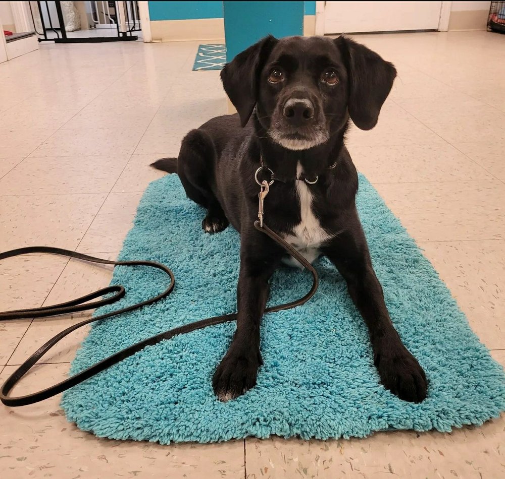 PREMIER DOG TRAINING 26 Photos & 80 Reviews 7175 Montevideo Rd